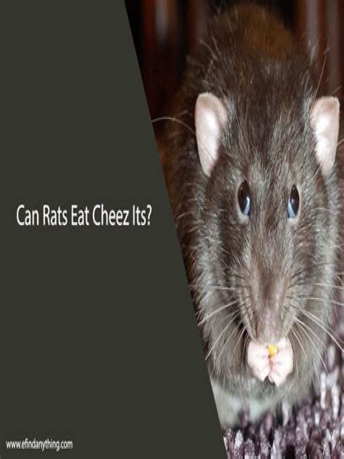 Can Rats Eat Cheez Its