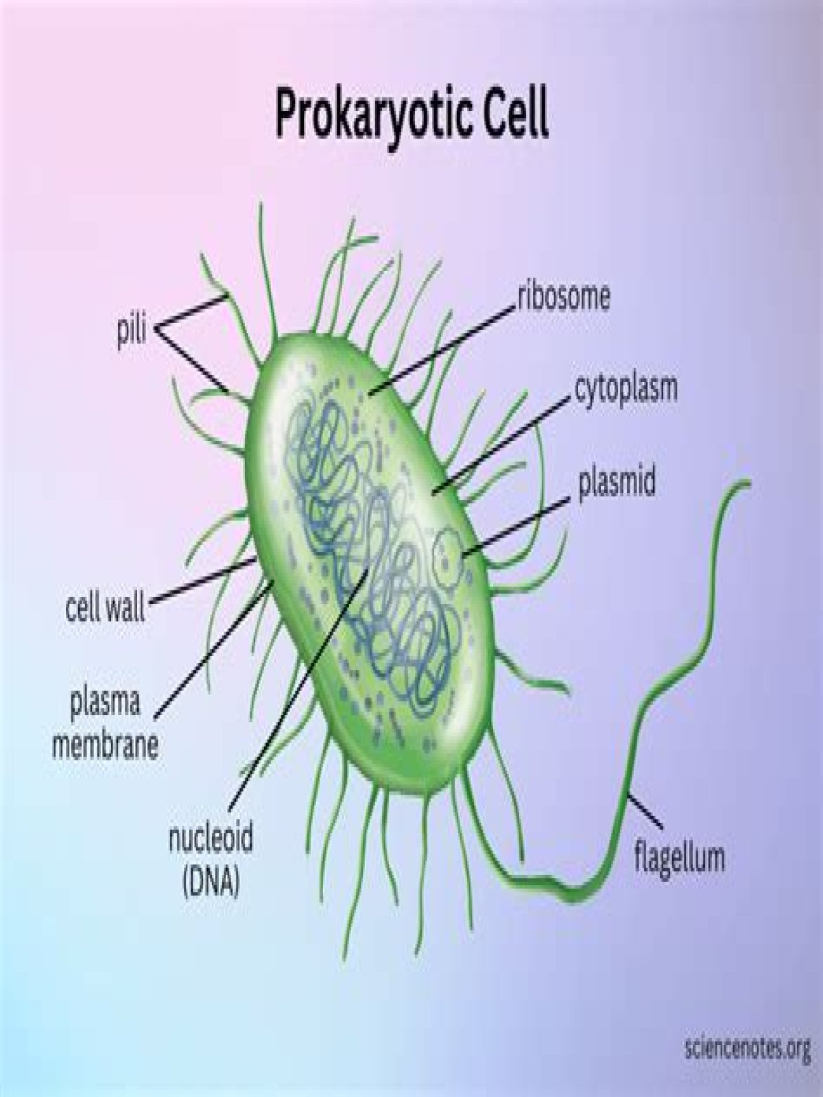 Do prokaryotes have nucleus?