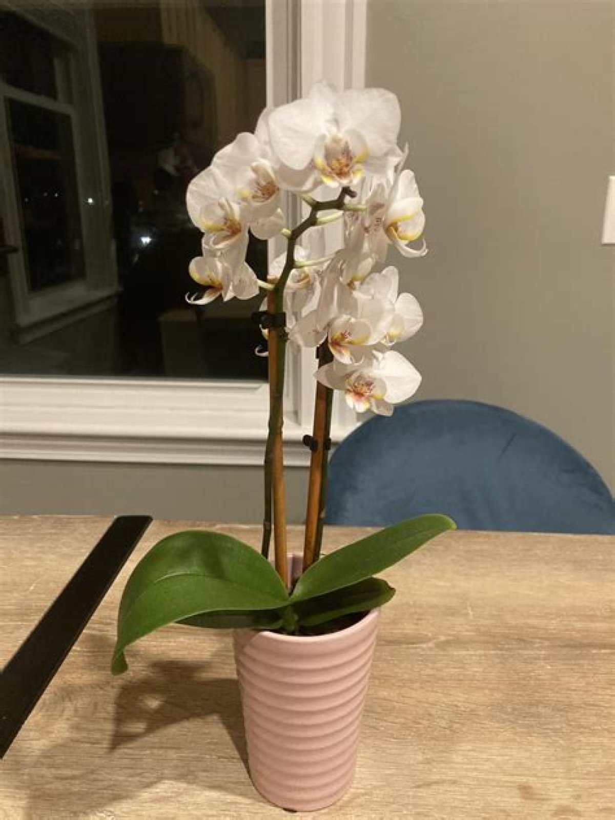 Does an orchid need to be repotted?