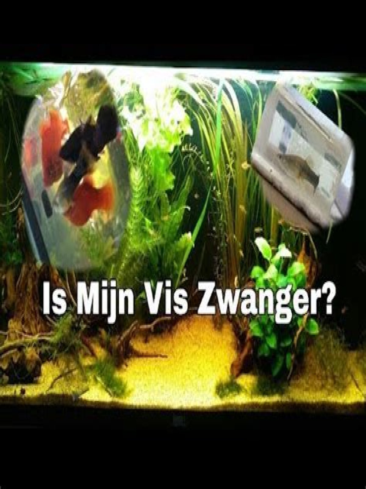 Hoe Zie Je Dat Een Vis Zwanger Is? (Solved)