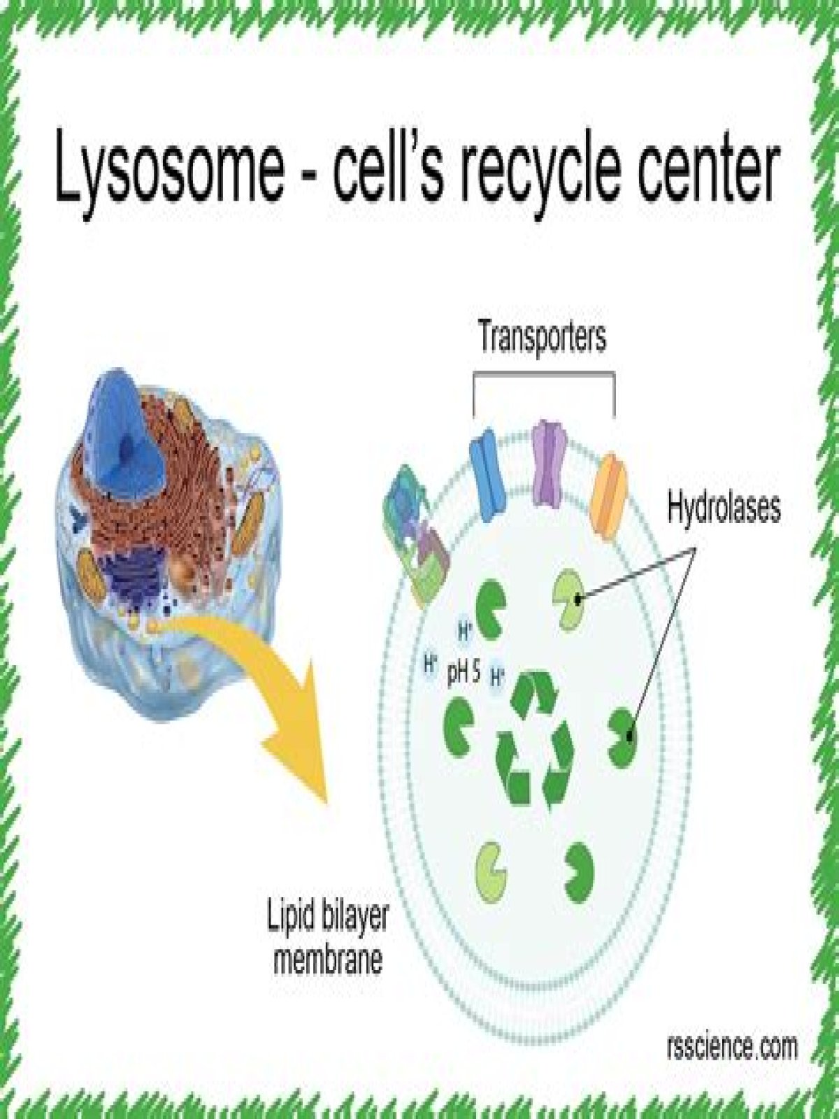 How to improve lysosomal function?