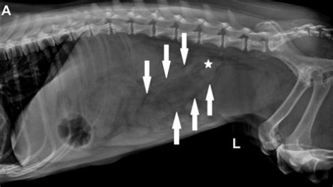 Intussusception in dogs survival rate?
