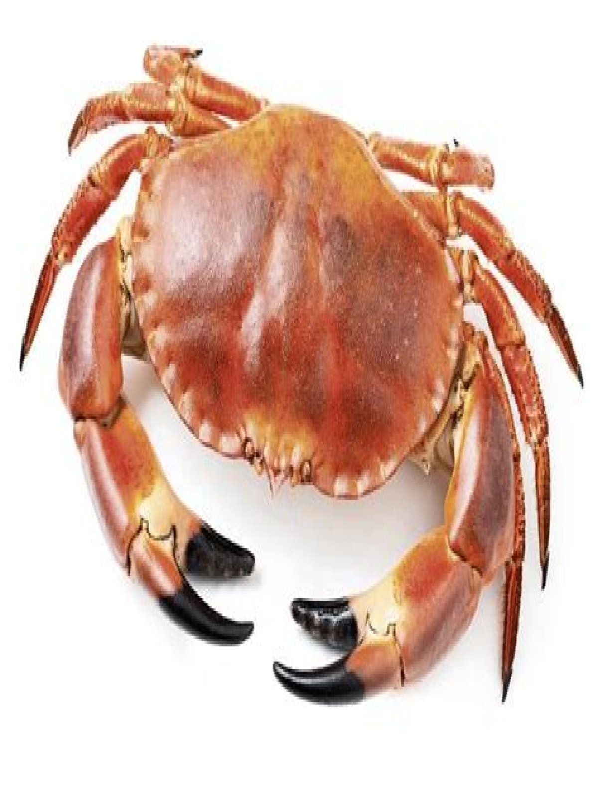 Wat Eet Een Krab? (Solution found)