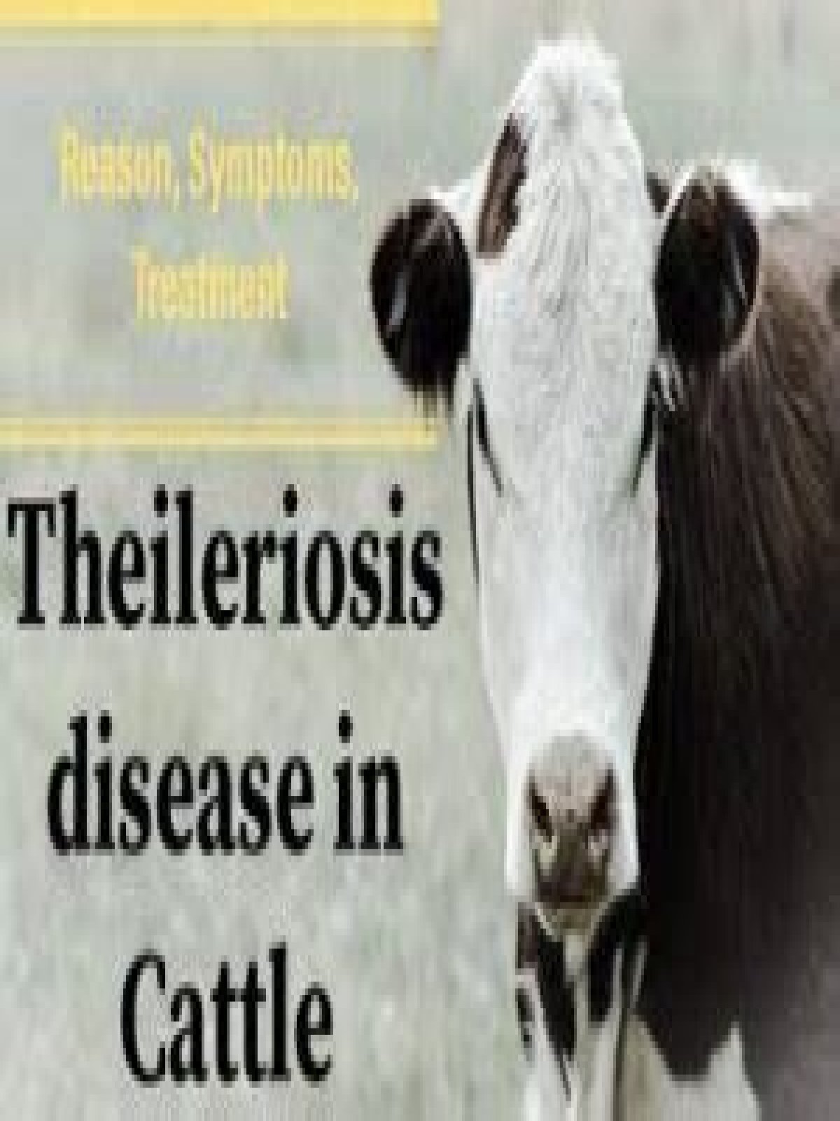 What causes theileriosis in cattle?