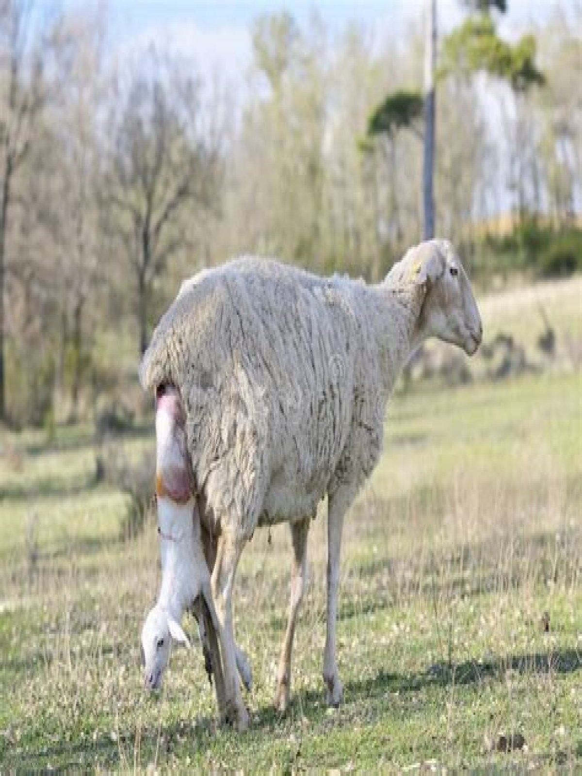 What month do sheep give birth?