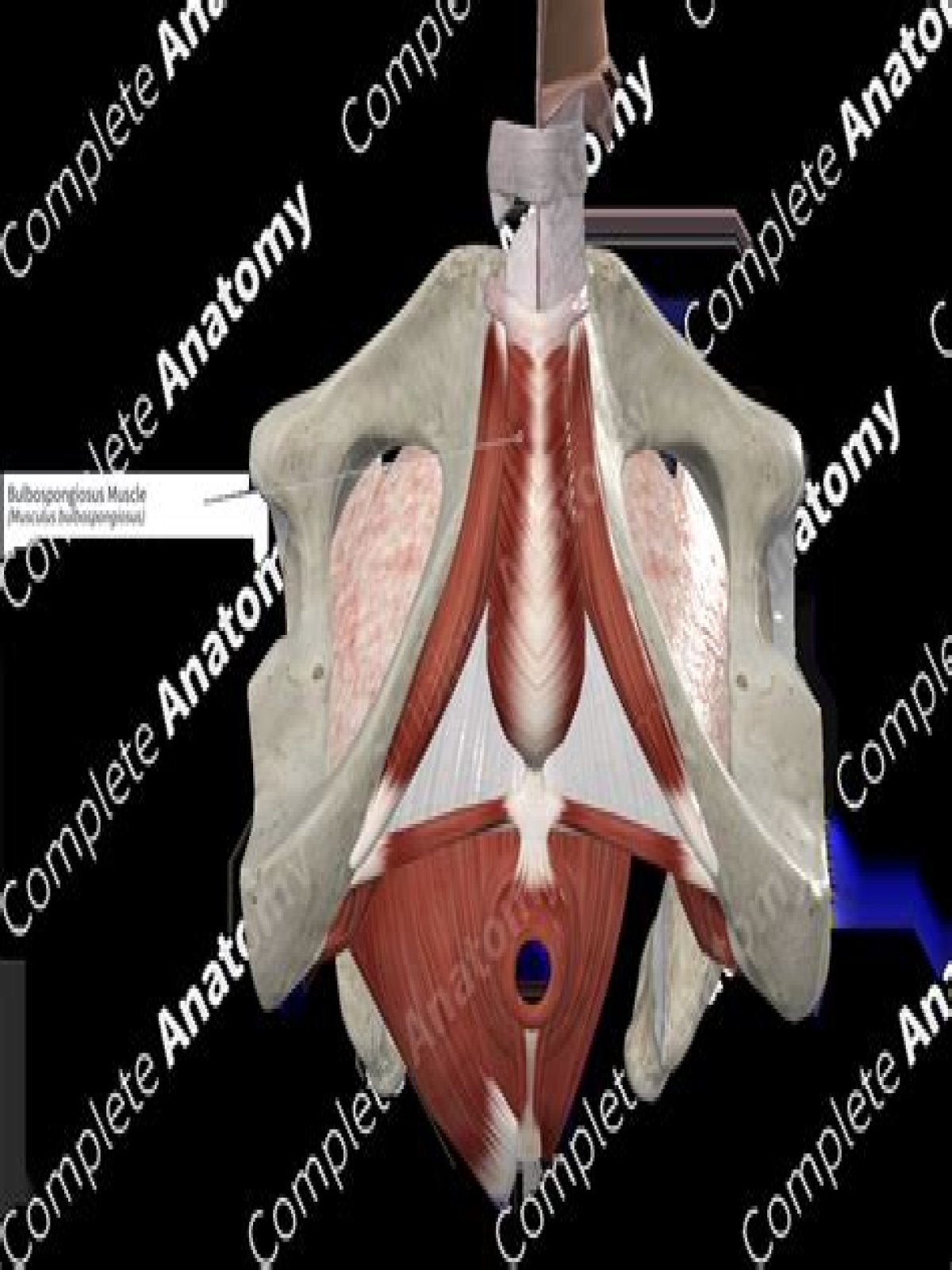Where is the bulbocavernosus muscle?