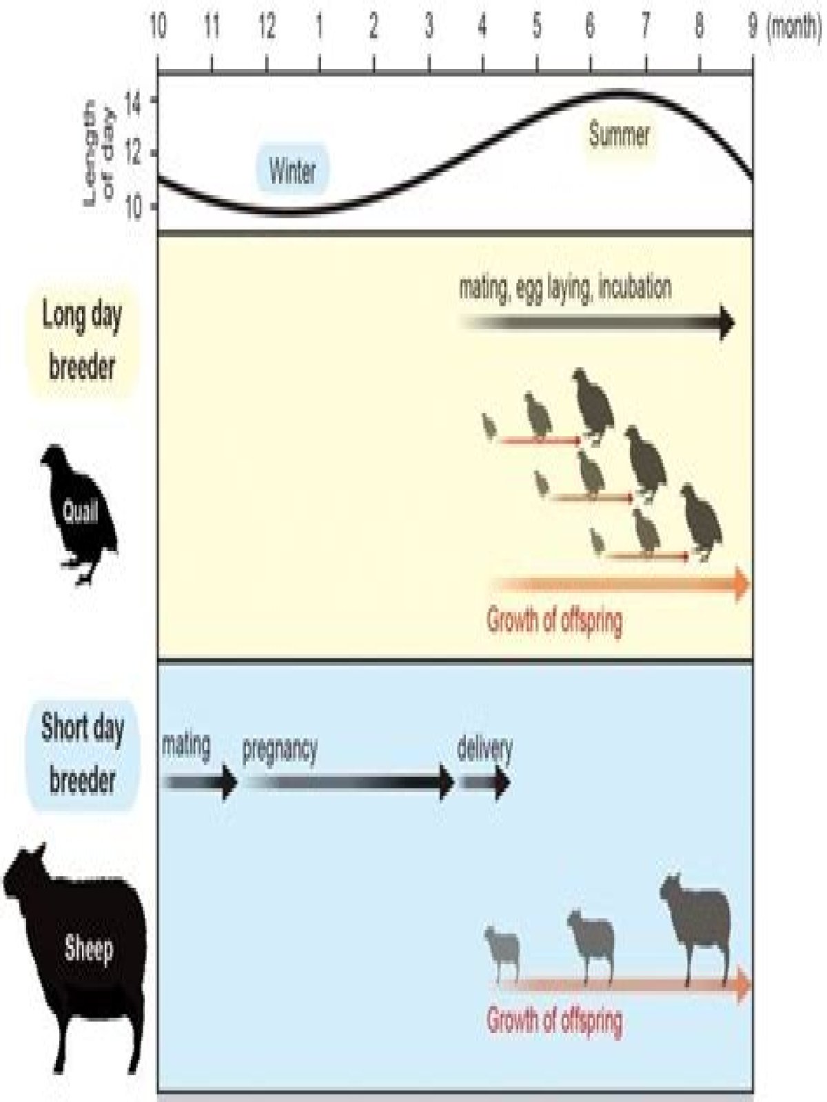 Which animals are seasonal breeders?